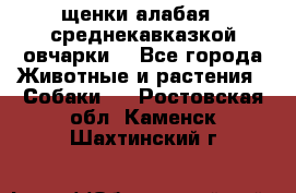 щенки алабая ( среднекавказкой овчарки) - Все города Животные и растения » Собаки   . Ростовская обл.,Каменск-Шахтинский г.
